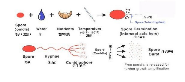 細(xì)菌生長過程